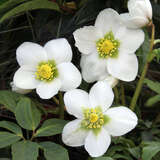 Helleborus niger 'St. Antonia' - Schneerose