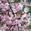 Prunus pendula 'Pendula Rubra' - Hängekirsche