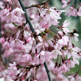 Prunus pendula 'Pendula Rubra'