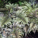 Athyrium niponicum pictum - Frauenfarn