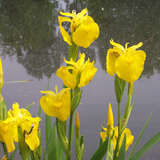 Iris pseudacorus - Heimische Sumpfschwertlilie