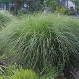 Miscanthus sinensis 'Gracillimus' - Chinaschilf