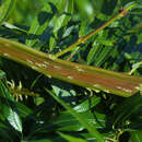 Drachenweide - Salix udensis 'Sekka'