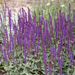 Salvia nemorosa 'Caradonna': Bild 2/6