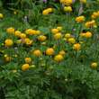 Trollius 'Lemon Queen': Bild 3/3