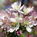 Malus 'Hillieri' - Zierapfel