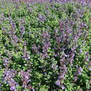 Nepeta faassenii 'Purrsian Blue' - Katzenminze