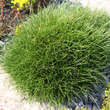Festuca gautieri 'Pic Carlit': Bild 1/1