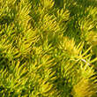 Sedum 'Lemon Ball': Bild 3/3
