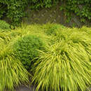 Hakonechloa macra 'Aureola' - Gelbes Japanwaldgras