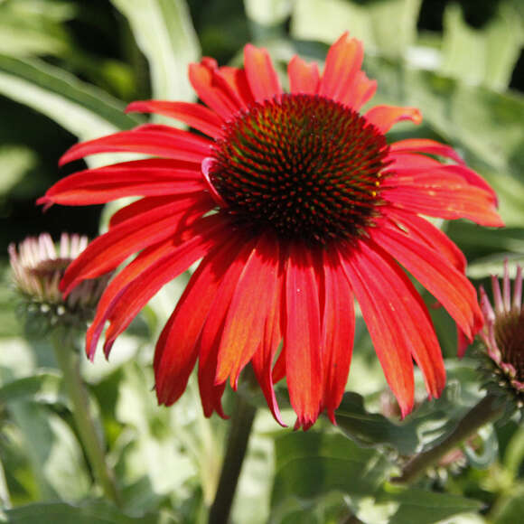 Sonnenhut Echinacea purpurea 'Fountain Red' rot