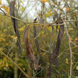 Gleditsia triacanthos - Lederhülsenbaum