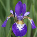 Iris sibirica 'Caesar's Brother' - Sibirische Schwertlilie