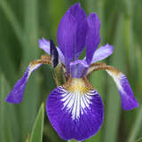 Iris sibirica 'Caesar's Brother' - Sibirische Schwertlilie
