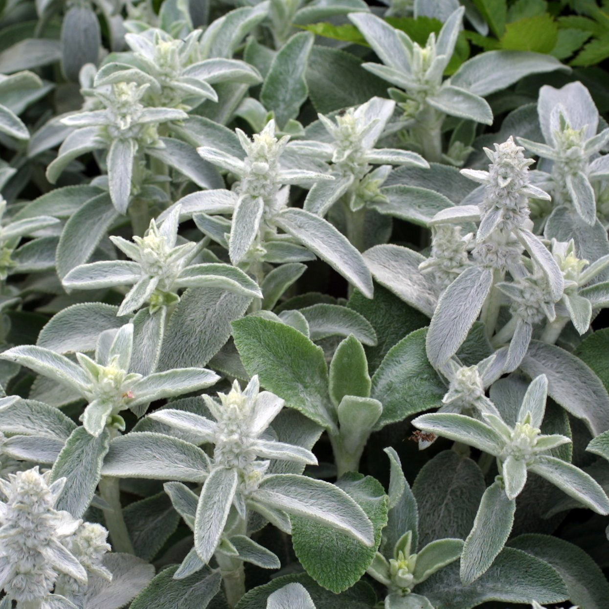 wollziest-lammohr-stachys-byzantina-silberteppich-wei