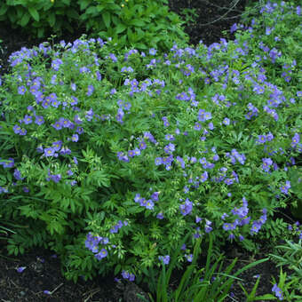 Polemonium reptans 'Blue Pearl'