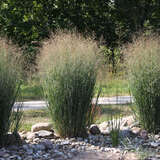 Panicum virgatum 'Northwind' - Rutenhirse