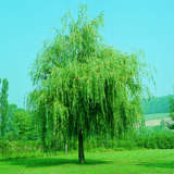Trauerweide - Salix alba 'Tristis'