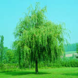 Salix alba 'Tristis' - Trauerweide