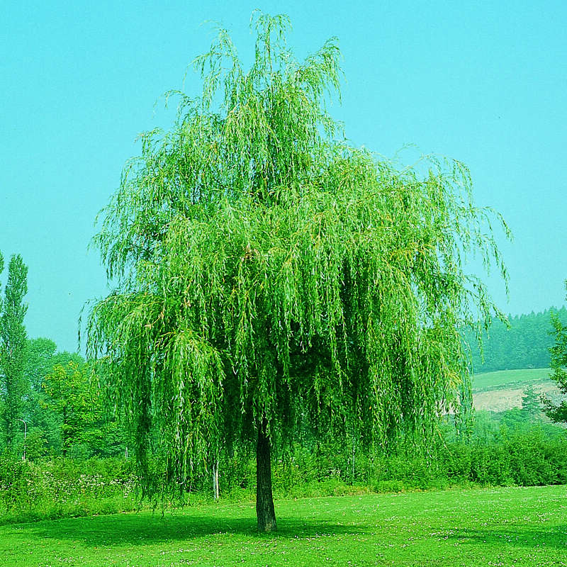 Trauerweide - Salix alba 'Tristis' - grn