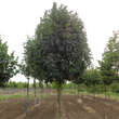 Fraxinus excelsior 'Westhofs Glory': Bild 1/1