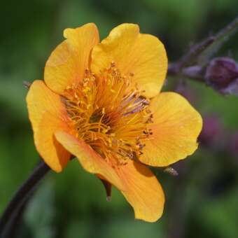 Geum 'Carlskaer'