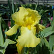 Iris germ. 'Harvest of Memories': Bild 2/2