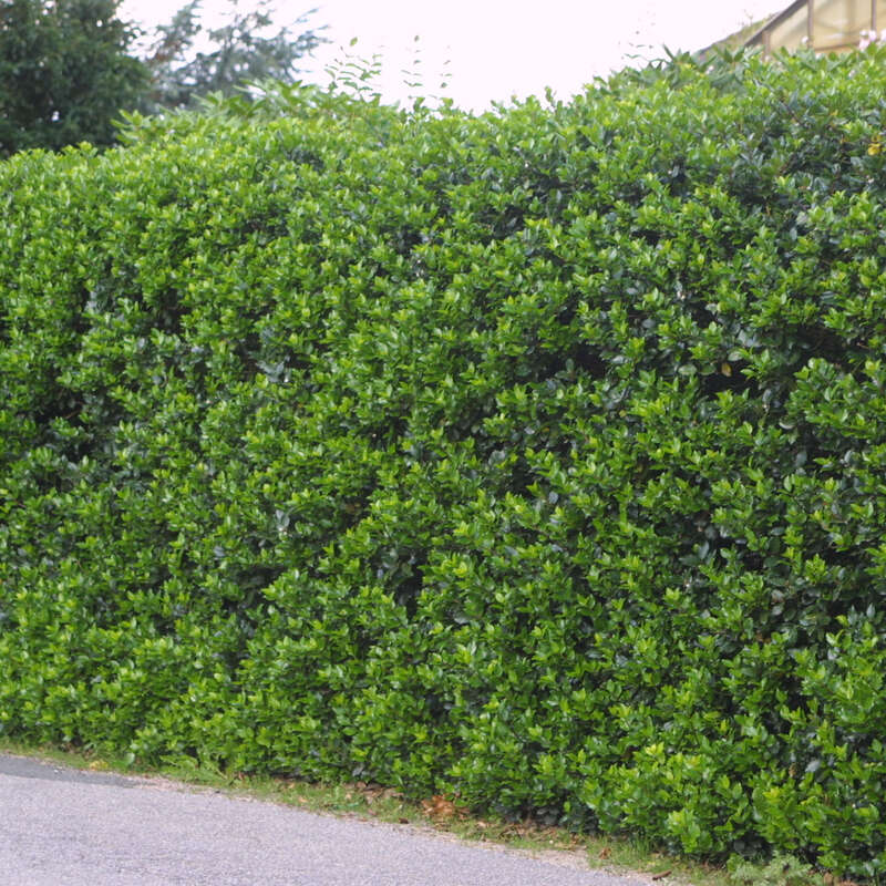 Stechpalme - Ilex meserveae 'Blue Prince' - wei