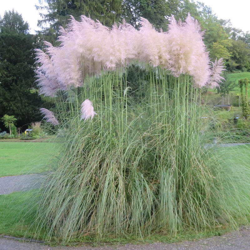 Pampasgras - Cortaderia selloana 'Rosea'