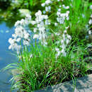 Eriophorum angustifolium - Schmales Wollgras