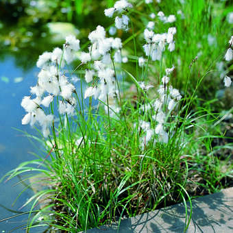 Eriophorum angustifolium