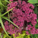 Sedum 'Firecracker' - Mauerpfeffer, Fetthenne