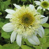 Echinacea purpurea 'White Double Delight' - Sonnenhut