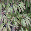 Acer palmatum 'Ornatum' H150+: Bild 1/6