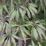 Acer palmatum 'Ornatum' - Roter Schlitzahorn