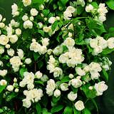 Philadelphus 'Virginal' - Gefülltblühender Jasmin, Pfeifenstrauch