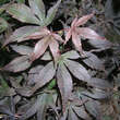 Acer palmatum 'Skeeter's Broom': Bild 1/2