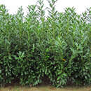 Kirschlorbeer caucasica Kirschlorbeer caucasica