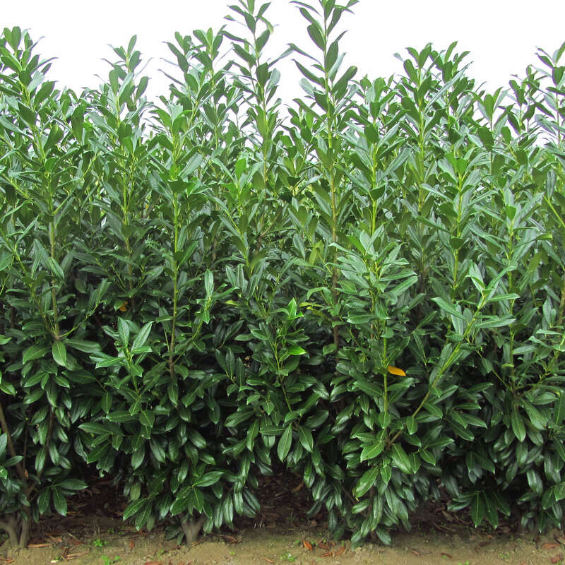 Prunus Laurocerasus Caucasica Pflanzen Baume Straucher