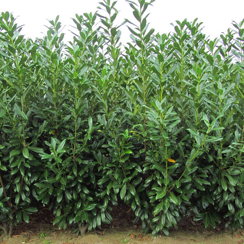 Kirschlorbeer - Prunus laurocerasus 'Caucasica' - wei