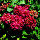 Hydrangea macrophylla 'Alpenglühen' - Gartenhortensie