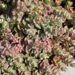 Sedum 'Sunsparkler Lime Zinger': Bild 2/2