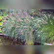 Pennisetum alopecuroides: Bild 4/8