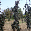 Fagus sylvatica 'Purple Fountaine': Bild 1/2