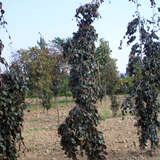 Fagus sylvatica 'Purple Fountaine' - Hänge-Blutbuche