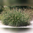 Pennisetum alopecuroides: Bild 5/8