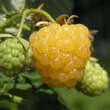 Rubus idaeus 'Golden Everest': Bild 2/3