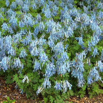 Corydalis flexuosa