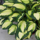 Hosta  'Color Festival' - Funkie, Herzlilie