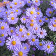 Aster dumosus 'Palecek': Bild 1/3